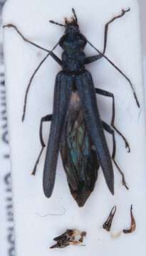 Image of <i>Oedemera lurida</i>