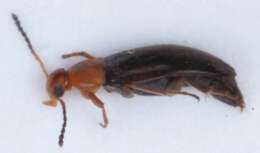 Слика од <i>Anaspis thoracica</i>