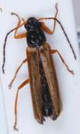 Image of <i>Rhagonycha lignosa</i>