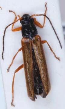 Image of <i>Rhagonycha lignosa</i>