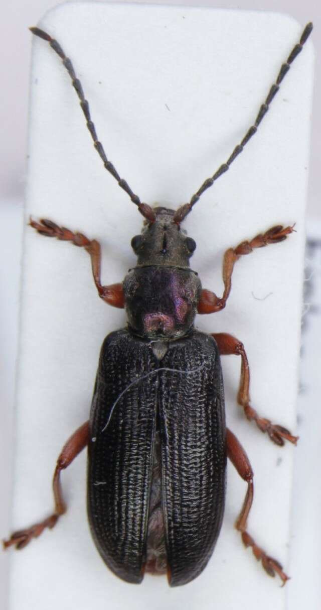 Image of <i>Plateumaris braccata</i>