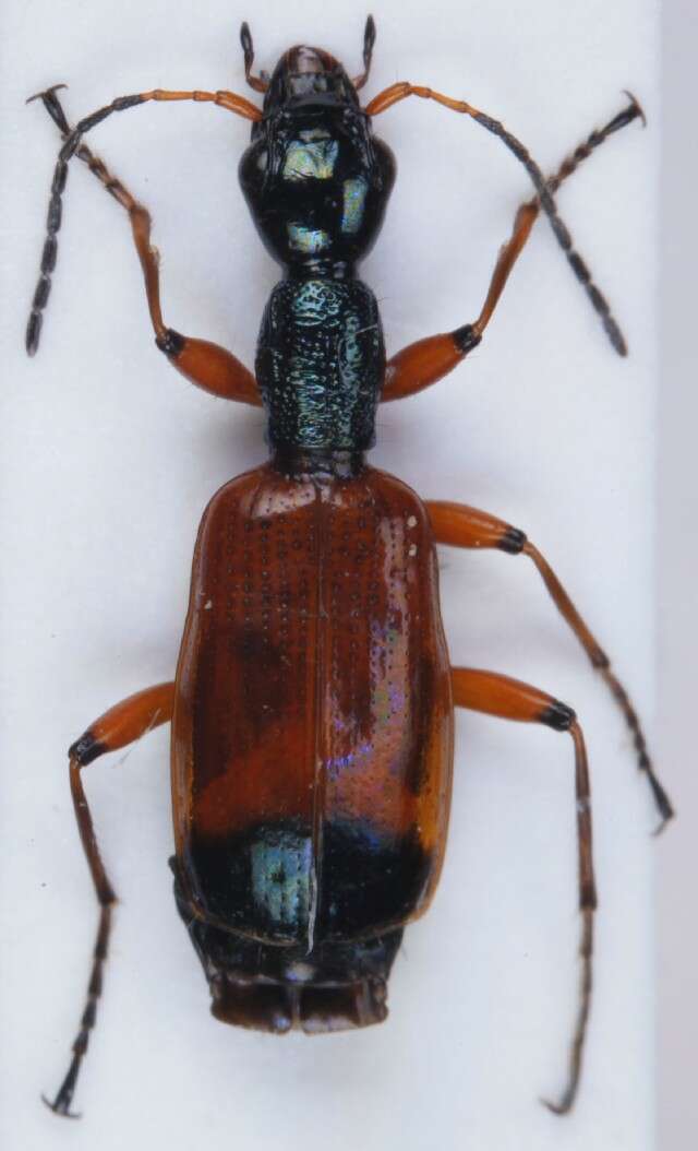 Image of Odacantha