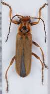 Image of <i>Cantharis figurata</i>