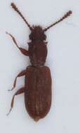 Image of Beetle