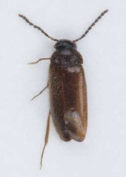 Image of Scraptia