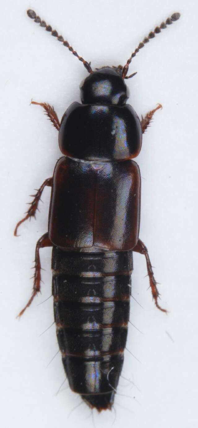 Image of Tachinus (Tachinus) lignorum (Linnaeus 1758)