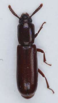 Image of Biota