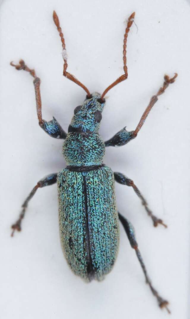 Phyllobius (Dieletus) argentatus Linnaeus 1758 resmi