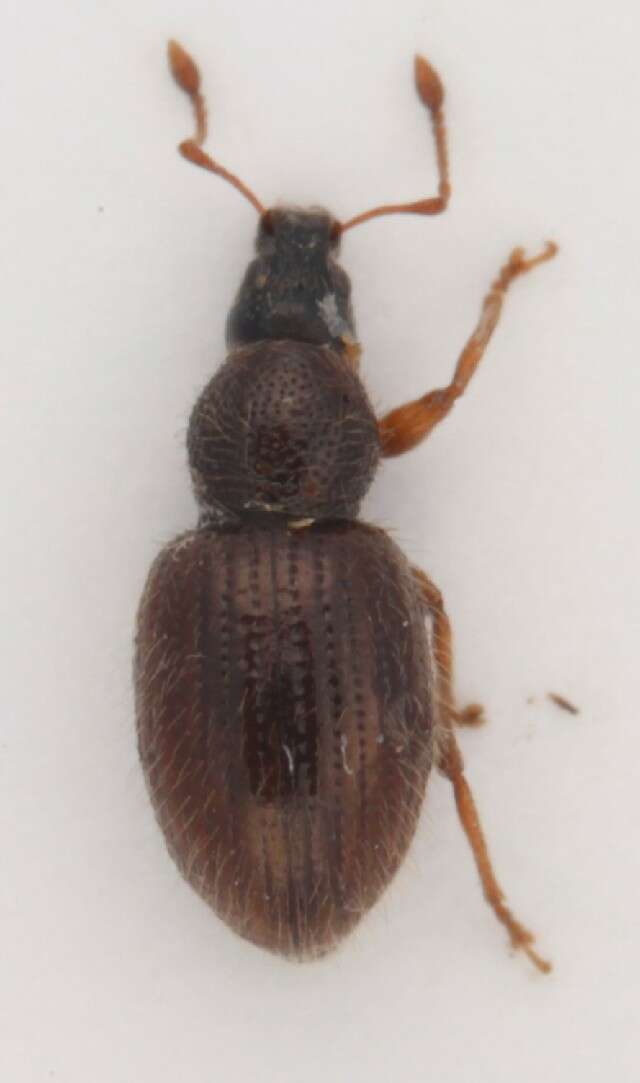 Image of <i>Barypeithes pellucidus</i>
