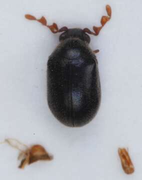 Image of <i>Dorcatoma chrysomelina</i>