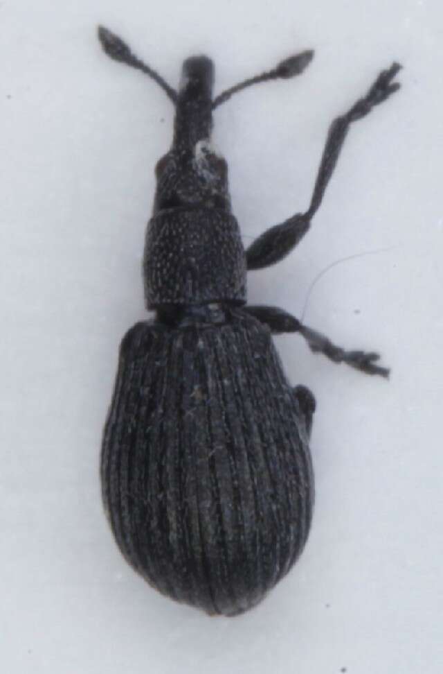 Image of <i>Perapion curtirostre</i>