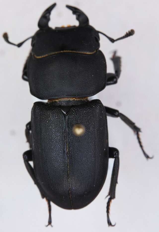 Image of Dorcus parallelipipedus (Linnaeus 1758)