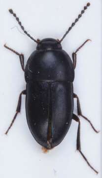 Image of <i>Crypticus quisquilius</i>