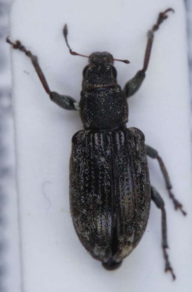 Image of Sweetclover Weevil