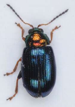 Image of Willow Flea Beetle