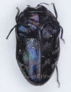 Image of Metallic wood-boring beetle