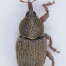 Tychius junceus Schoenherr 1825 resmi