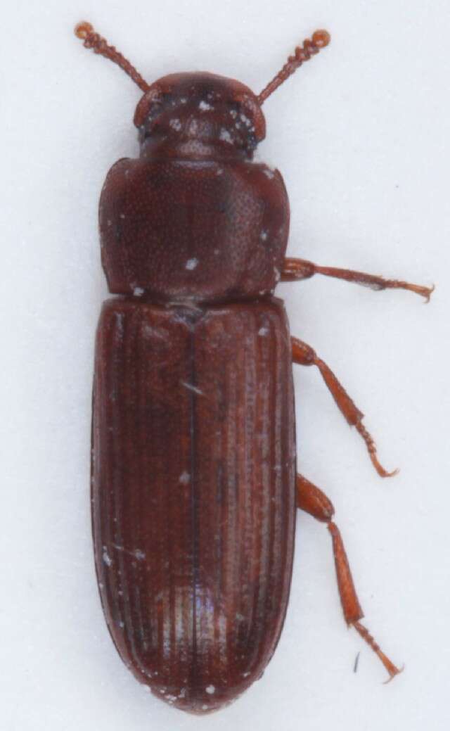 Image of Confused flour beetle
