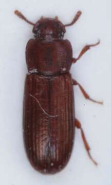 Image of Confused flour beetle