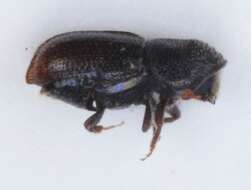 Image of Two-toothed pine beetle