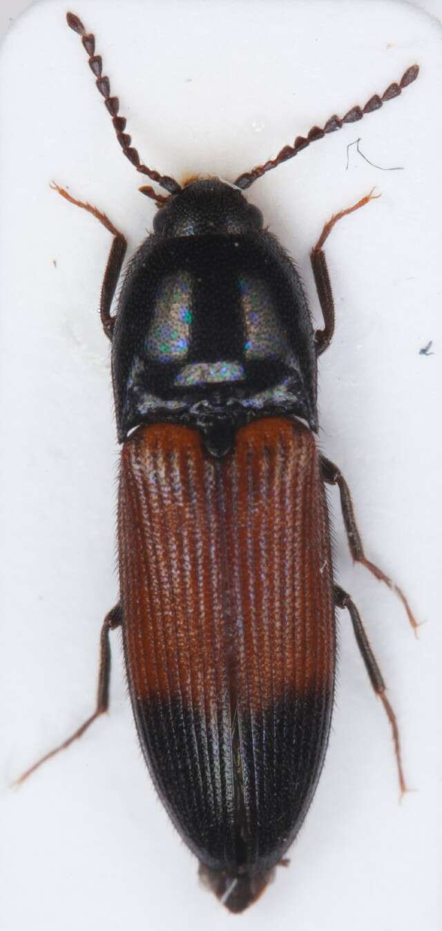 صورة <i>Ampedus balteatus</i>