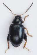 Image of Leaf beetle