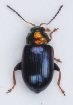 Image of Willow Flea Beetle