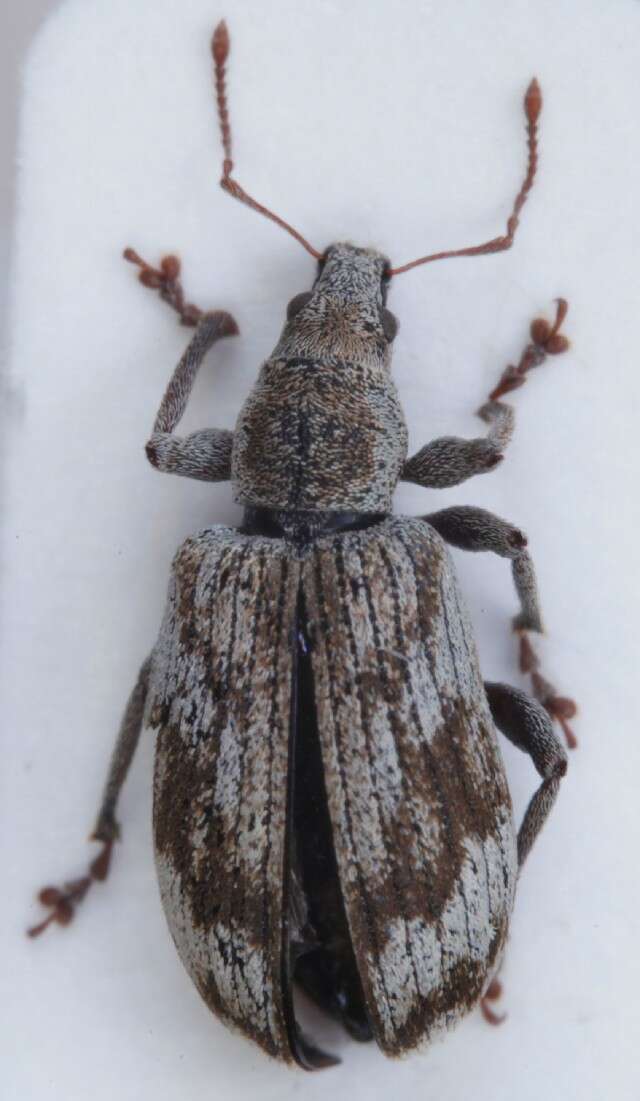 Polydrusus (Polydrusus) tereticollis (De Geer 1775) resmi