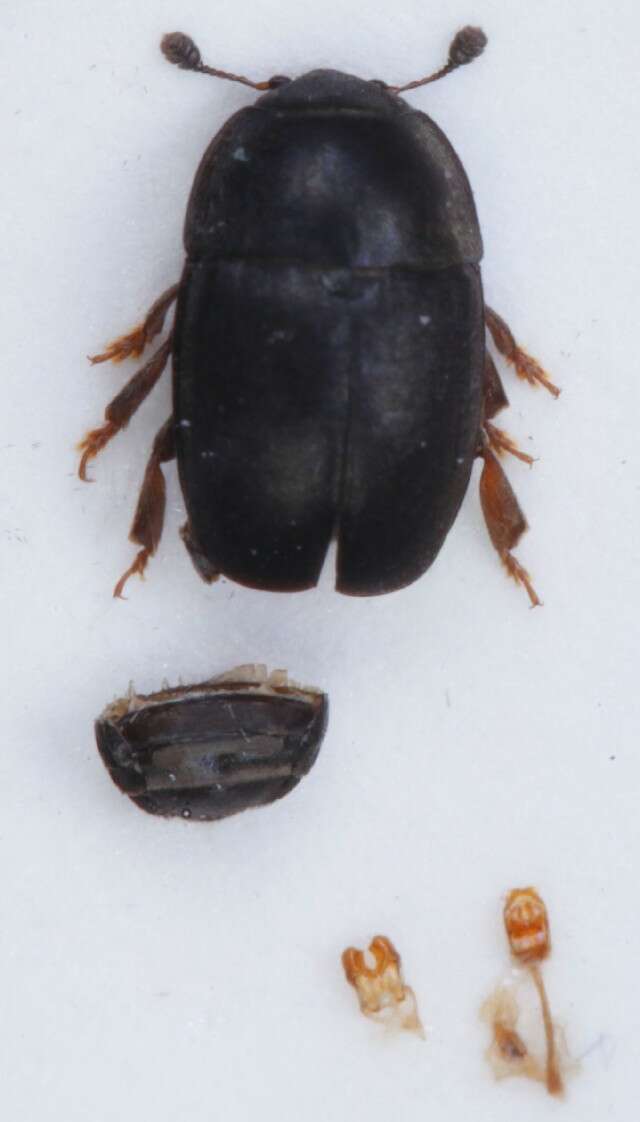 Image of <i>Meligethes flavimanus</i>