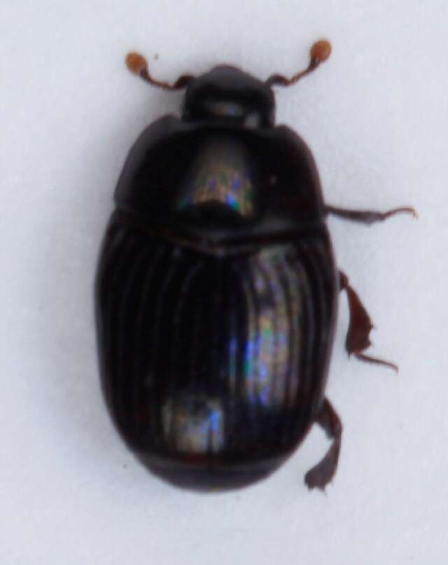 Image of Clown beetle