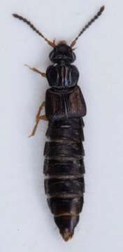 Image of Rove beetle