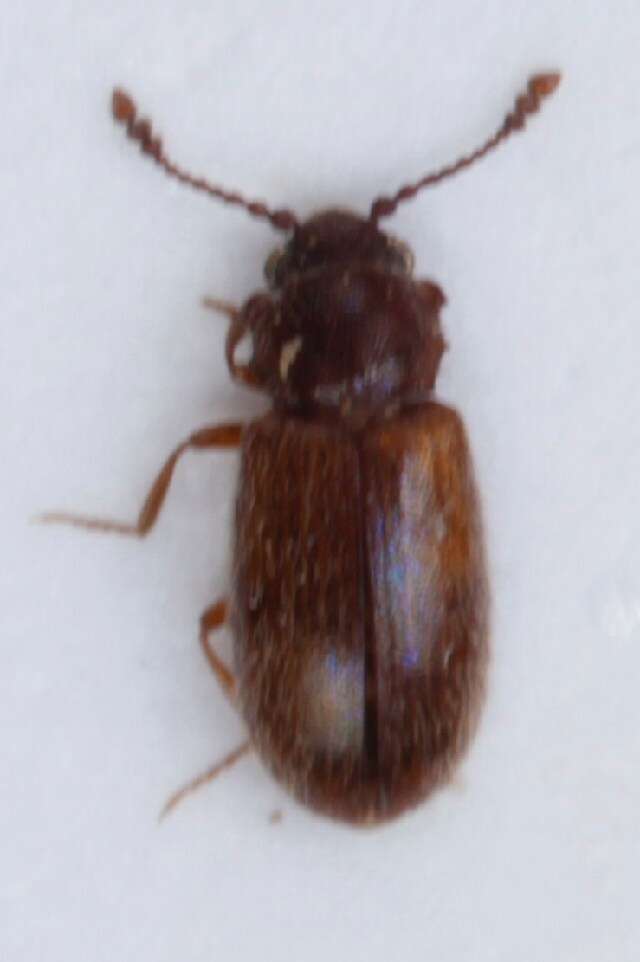 Слика од Cryptophagus acutangulus Gyllenhal 1827