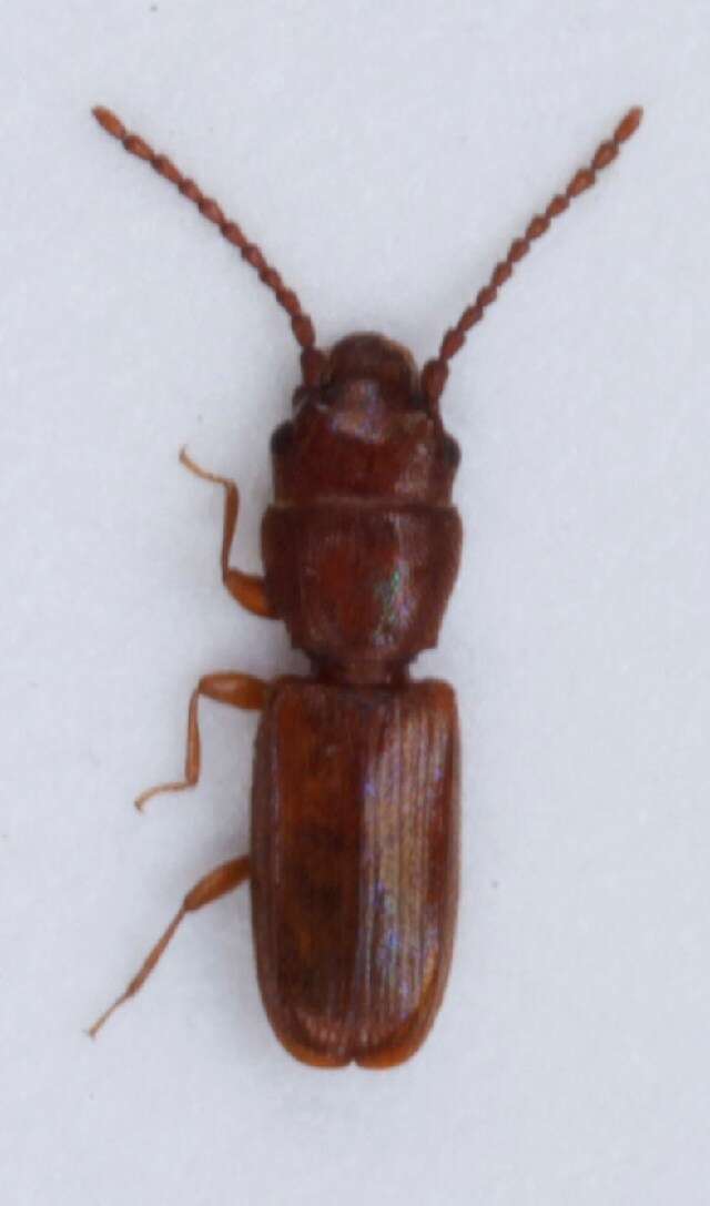 Image of Rusty grain beetle