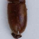 Image of Typhaea haagi