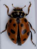 Image of Lady beetle