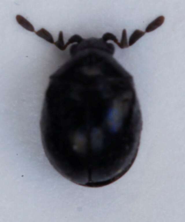Image of <i>Caenocara bovistae</i>