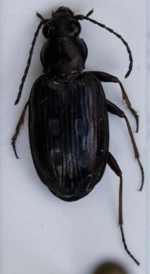 Image of Bembidion (Bracteon) litorale (G. A. Olivier 1790)