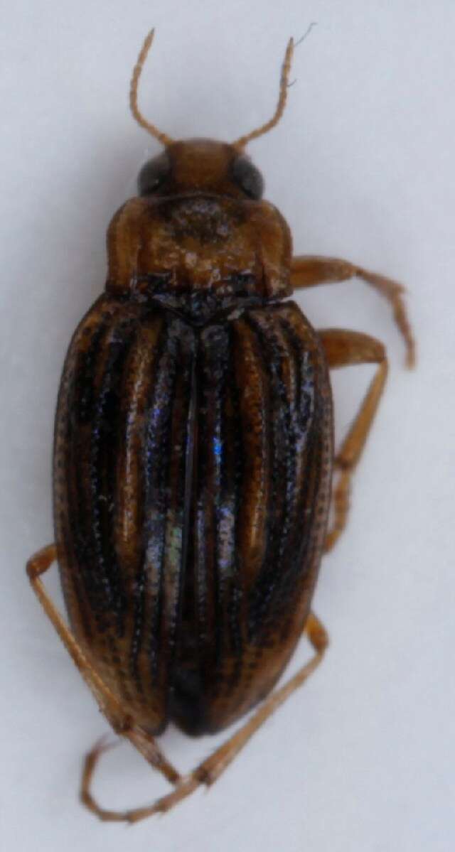 Image of <i>Brychius elevatus</i>