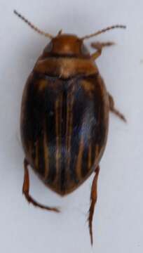 Слика од Hygrotus quinquelineatus (Zetterstedt 1828)