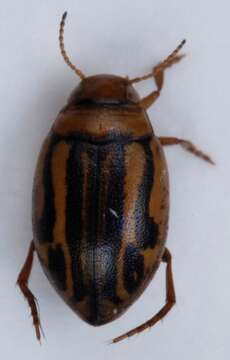 Слика од Hygrotus quinquelineatus (Zetterstedt 1828)