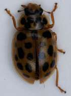 Слика од <i>Anisosticta novemdecimpunctata</i>