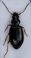 Bembidion (Peryphanes) deletum Audinet-Serville 1821的圖片