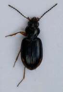 صورة Bembidion (Diplocampa) assimile Gyllenhal 1810