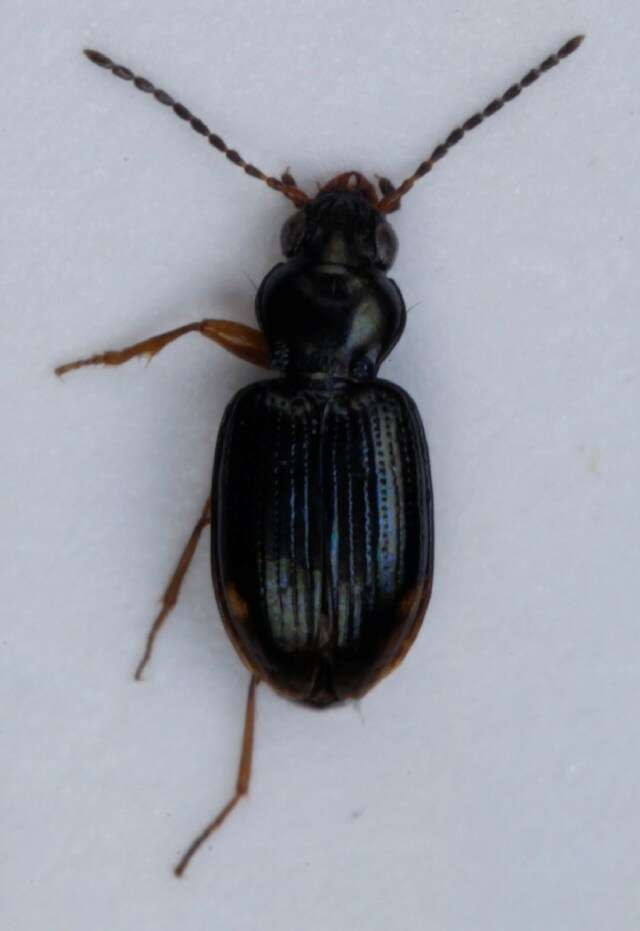 Bembidion (Diplocampa) assimile Gyllenhal 1810的圖片