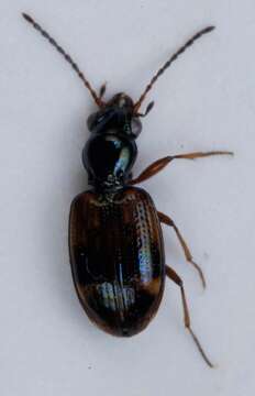 Image of Bembidion (Trepanes) articulatum (Panzer 1796)