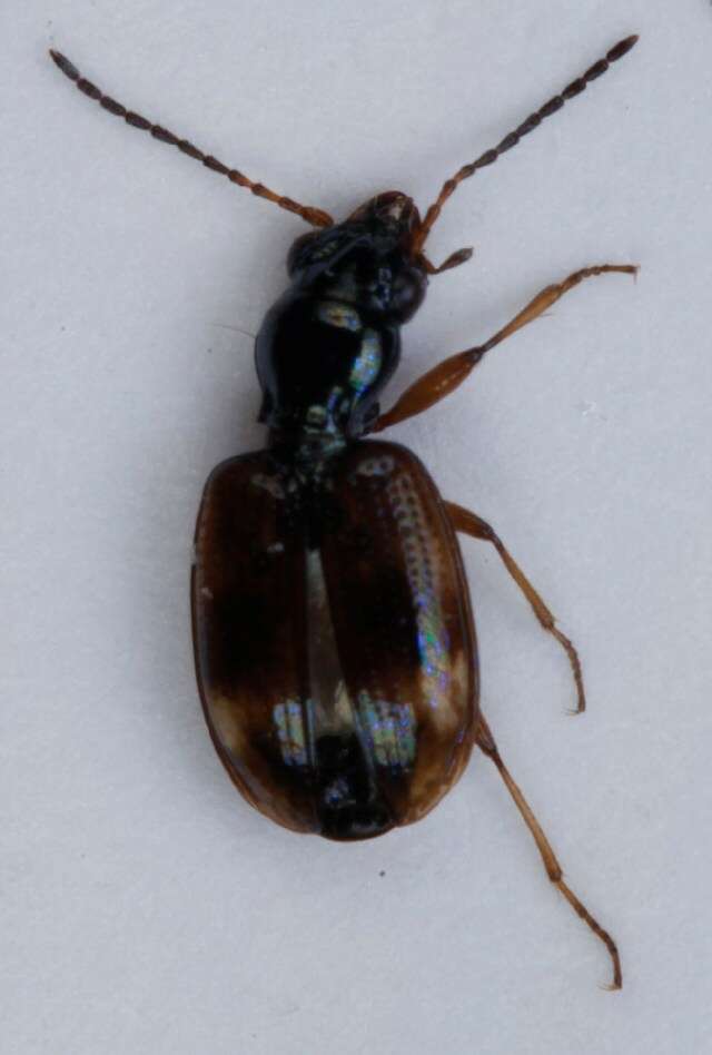 Image of Bembidion (Trepanes) articulatum (Panzer 1796)