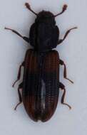 Image of Bark beetle