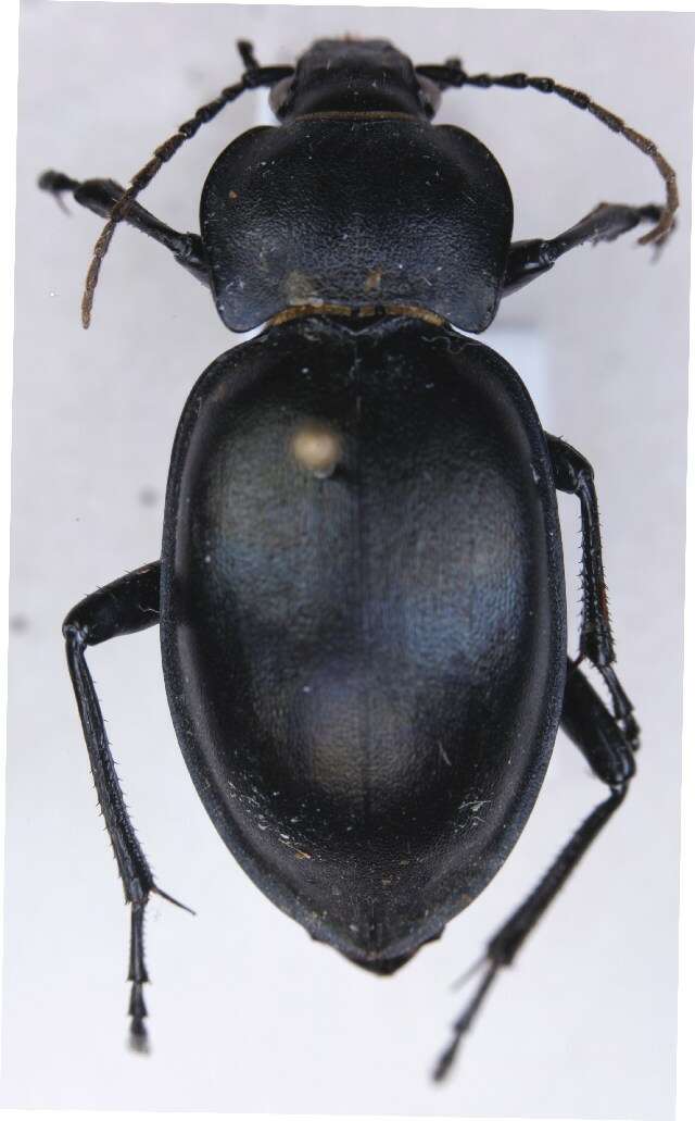 Image of Carabus (Oreocarabus) glabratus Paykull 1790