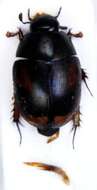 Image of Dung beetle