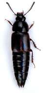 Image of Tachinus (Tachinus) lignorum (Linnaeus 1758)